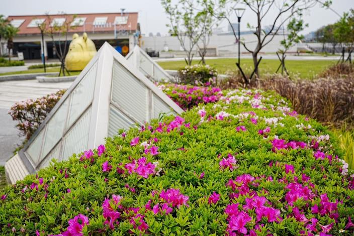 公園內目前盛開的杜鵑花1