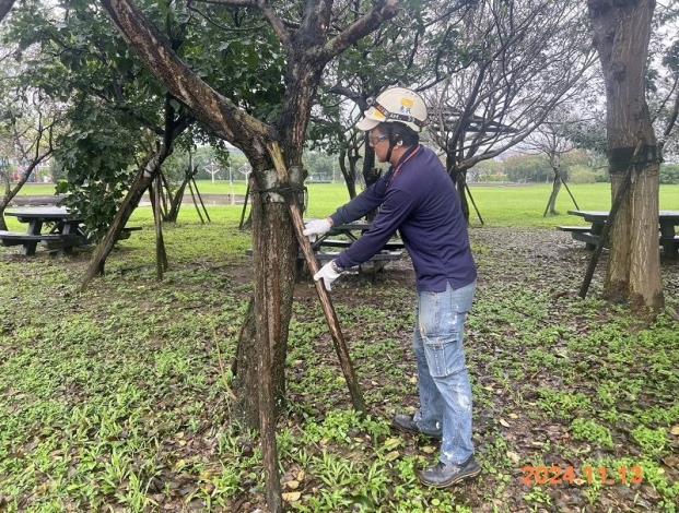 內湖休閒運動公園樹木防颱加強固定完成.JPG