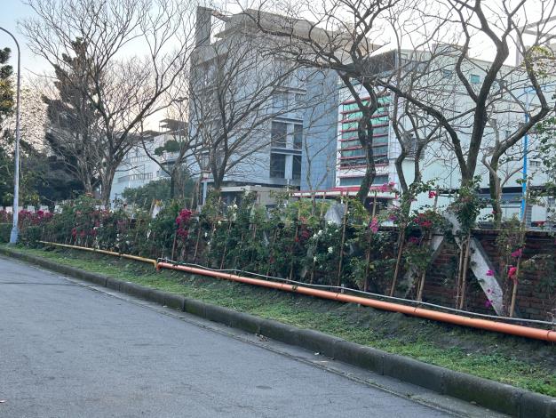 八里污水處理場環境綠美化新植九重葛植栽