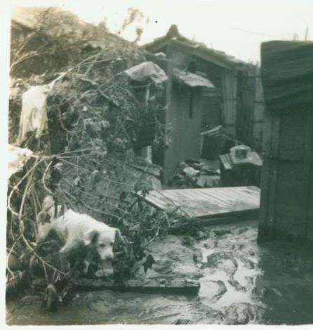 民國52年葛樂禮颱風侵襲後的家園(朱力揚先生提供)1