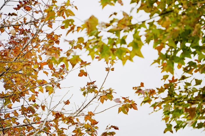公園楓香樹正由翠綠轉為金黃至深紅色中