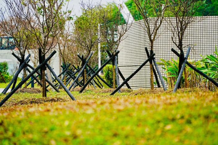 公園新植櫻花林