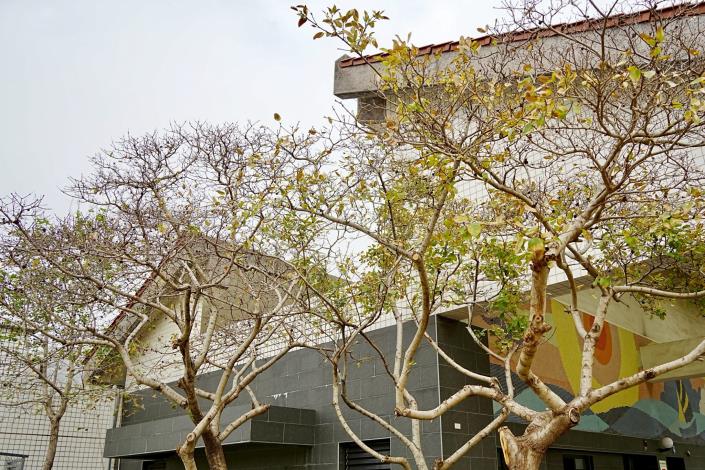 公園內預計四月初前後開花的流蘇樹