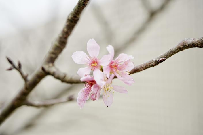 公園新植富士櫻陸續綻放中