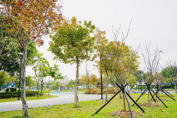 公園楓香樹與新植富士櫻林