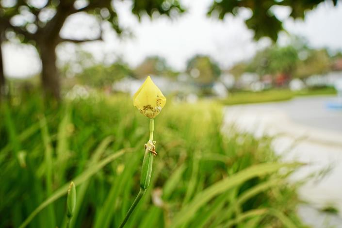 公園內含苞待放的鳶尾花小彩蛋