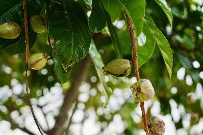公園內含苞待放的穗花棋盤腳花包小彩蛋