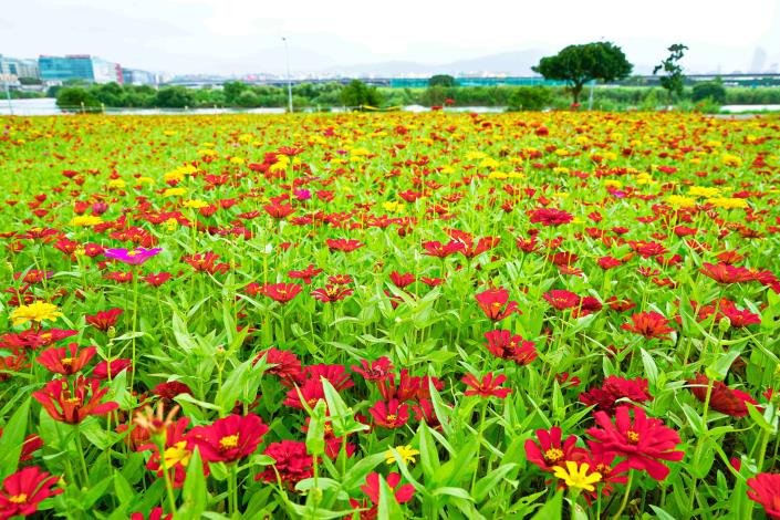 美堤花海預估可一路觀賞至11月上旬，可做為民眾秋遊賞花的好去處。