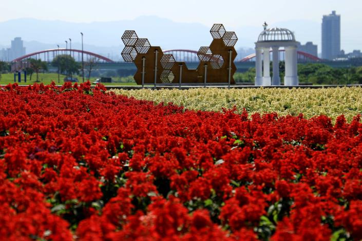 冬季美景限時欣賞 古亭河濱公園花海盛開