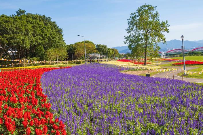 不用花大錢出國，台北市也有可媲美北海道「富良野」美麗花海的地方! 