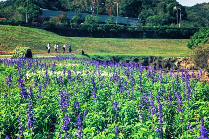 The best time for flower viewing at Dagouxi Riverside Park is from now until Lunar New Year 2023.JPG