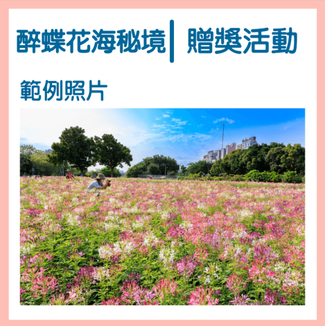 Guting Riverside Teeming with Blooming Spiny Spiderflowers! Photo Campaign Launched