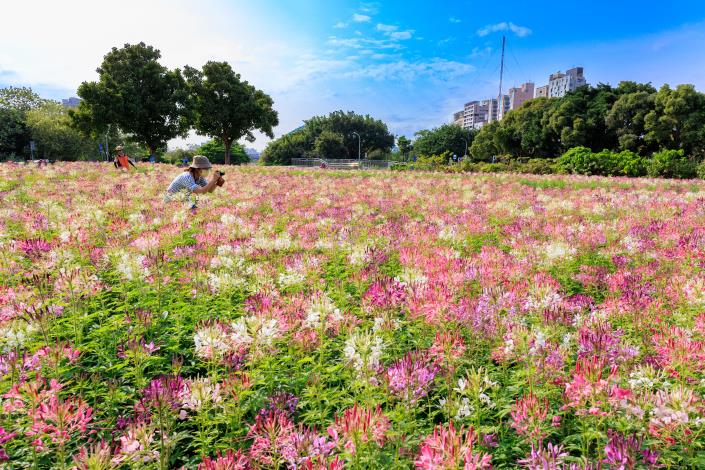 More than 30,000 spiny spiderflowers are in full bloom at the plaza below the Taipei City Hakka Cultural Park Cross-Embankment Platform at the Guting Riverfront