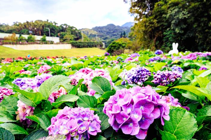A variety of hydrangea flowers make every snapshot a postcard-perfect photo opportunity.