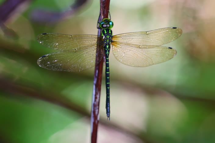 pecies like Taiwan Stream-hawker (Aeschnophlebia taiwana) and others in the Aeshnidae family often inhabit forested or forest-edge environments, with peak activity at dawn and dusk.