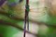 pecies like Taiwan Stream-hawker （Aeschnophlebia taiwana） and others in the Aeshnidae family often inhabit forested or forest-edge environments, with peak activity at dawn and dusk.