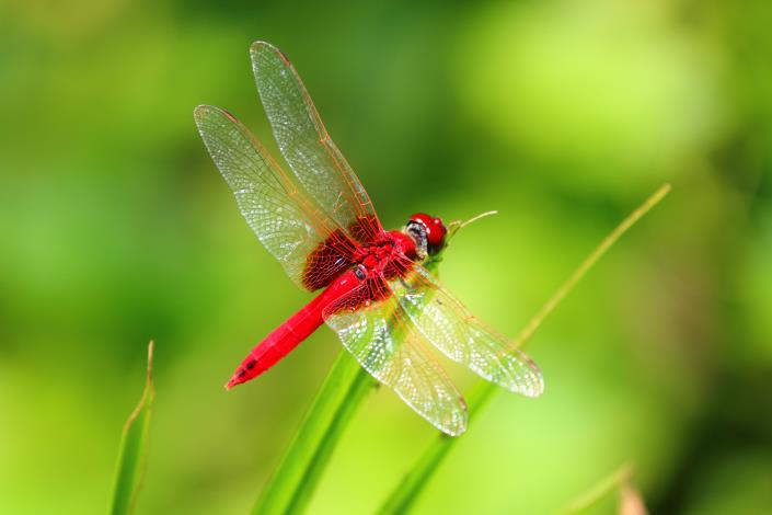 The Scarlet Basker (Urothemis signata) stands out vividly against a lush green backdrop.