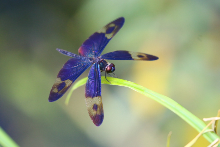 The Pied Sapphire Flutterer (Rhyothemis regia)boasts a shimmering blue body and wings that glisten with jewel-toned blue and black hues.