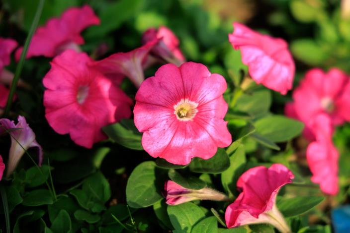 The winter sea of flowers along the Dagou Creek in full, colorful bloom