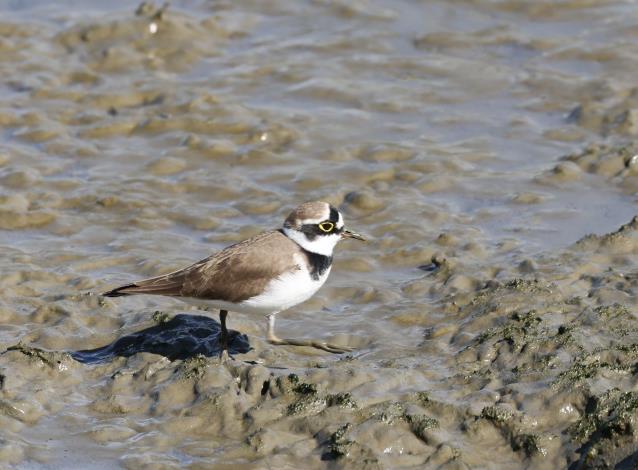 Compared to the low point in 2023, the number of sandpipers, plovers, and other small wading bird sightings at Shezidao Wetland 