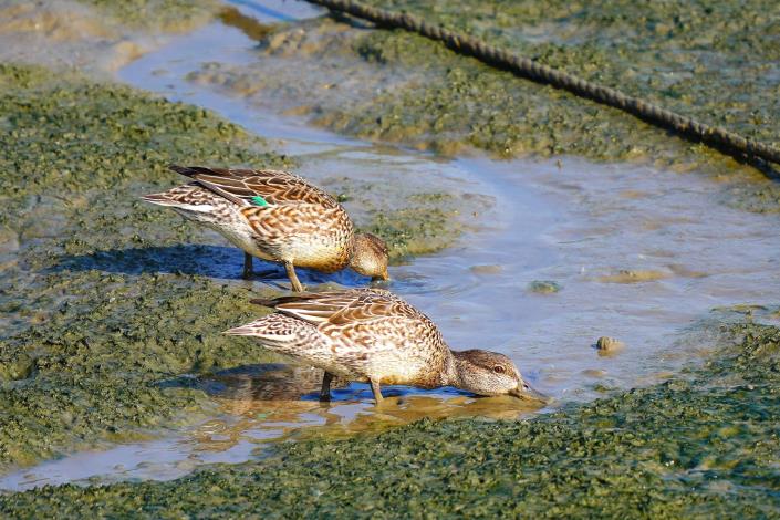 While Green-winged Teal sightings have decreased in line with regional trends in the Tamsui River area, they are still the most 