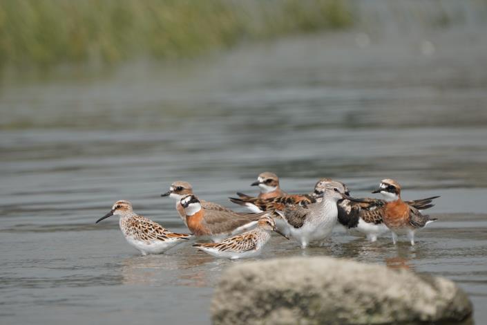 Every autumn, sandpipers, plovers, and other small wading birds pass through Shezidao Wetlands (including the Little Ringed Plov