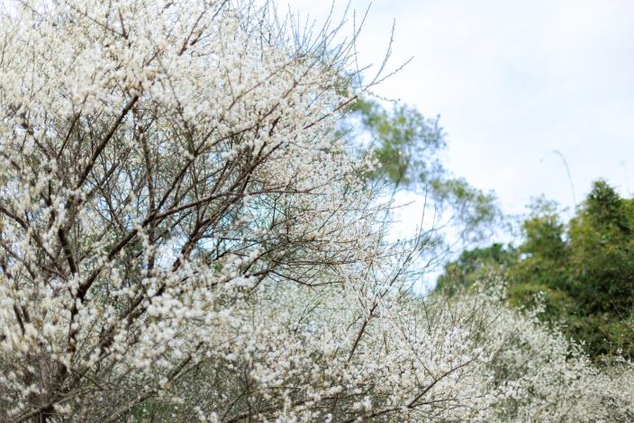 In the heart of busy Taipei, the Dagouxi Ecology and Water-Control Park serves as a rare urban oasis where visitors can enjoy plum blossoms in a secluded settin