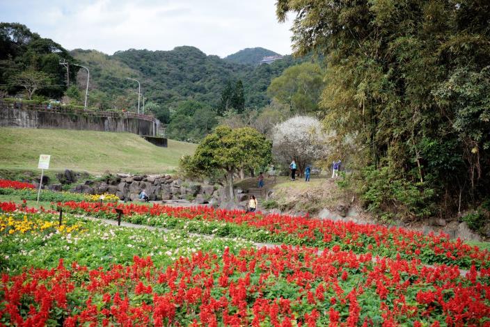 Snow-white plum blossoms complement the vibrant flower sea perfectly—one offering a riot of colors and the other a refined, cool elegance. It’s the best of both worlds