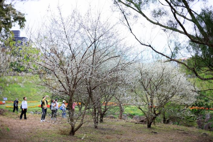 The plum trees are in full bloom right now! The white flowers against the azure sky make for the most serene winter view visitors can find