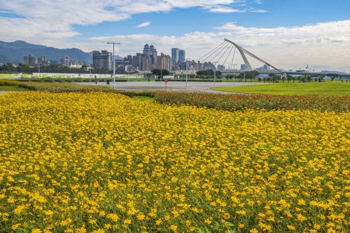 大佳河濱花海 黃波斯菊滿開