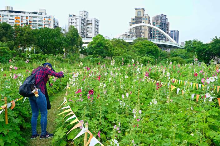 108 古亭河濱 蜀葵花海 高讚賢 1090414 (37)