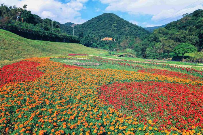 111年大溝溪花海1