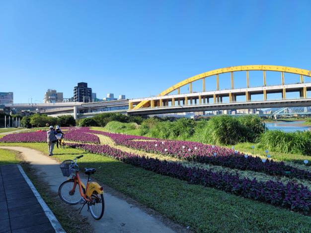 成美左岸河濱公園花以大面積紫粉色草花營造，目前紫花已盛開