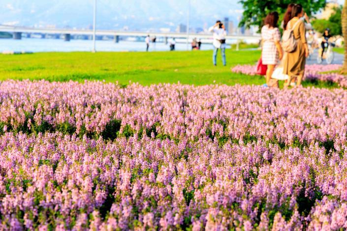 111年度延平花海2