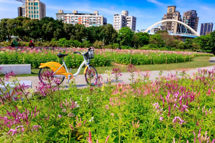 客家跨堤平台的醉蝶花海 陸續盛開中