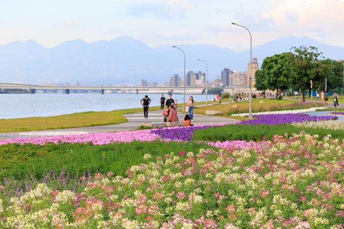 延平河濱花海 4萬盆草花盛開中1