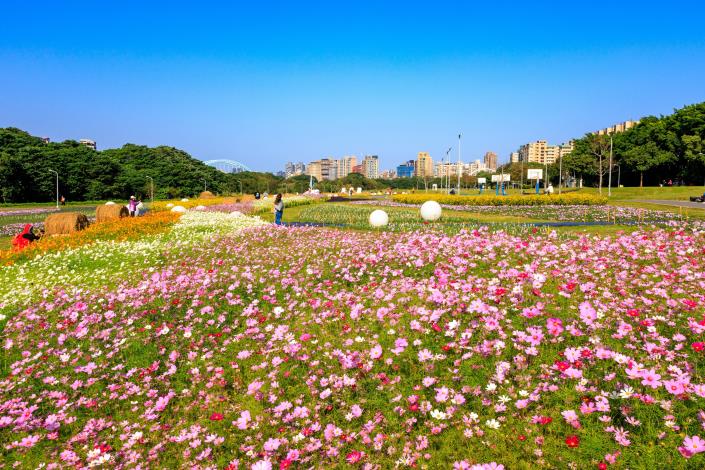 古亭花海熱鬧盛開-曹正邦 攝