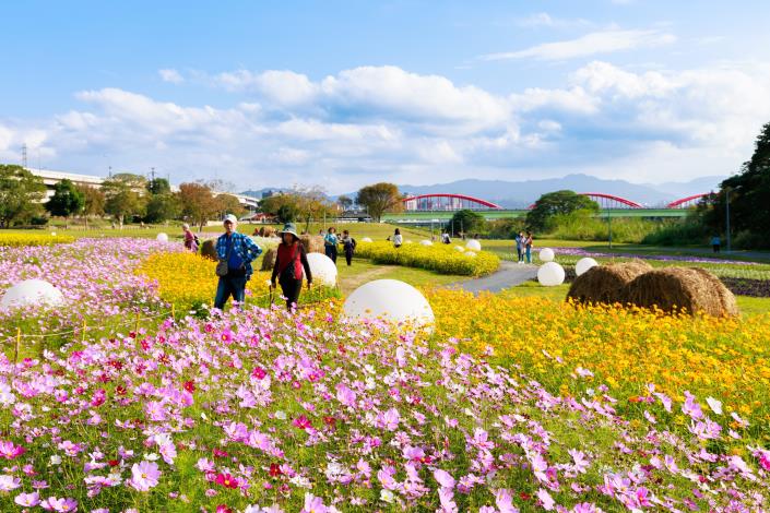 清新的粉、黃色系花海-曹正邦 攝