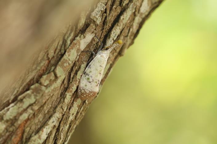 05頭部相當長的渡邊氏東方蠟蟬，是生態資源豐富的貴子坑常見昆蟲之一。.JPG