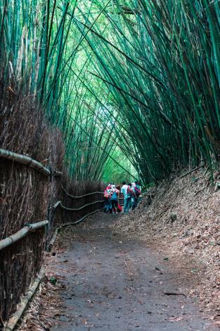 09_橫嶺古道竹林秘境之美