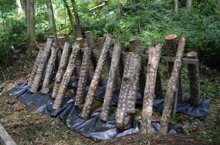 2友善環境前提下，大地處鼓勵林農提出培育香菇等林下經濟申請（圖片由林務局提供）.JPG