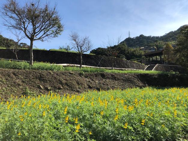 照片6-沿著步道賞玩花海.JPG