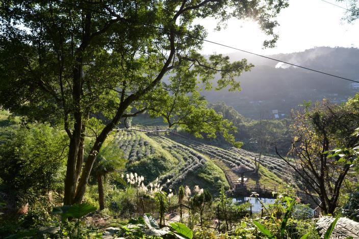 貓空水土保持茶園美景