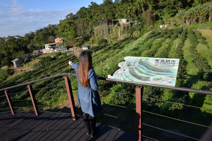 茶園內水土保持工法實際應用