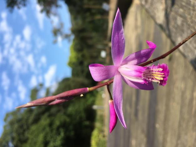 07.不具「蘭」名的台灣白及，是臺灣原生蘭，還是具有驅斑美白、抗皺防衰的天然化妝品喔！