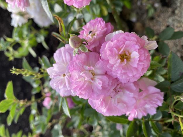 02.可食用也可作為花茶的天使薔薇