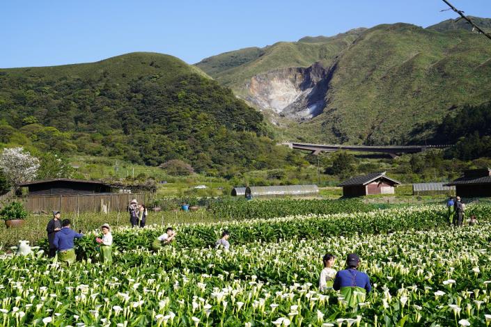 海芋花海伴油坑.JPG