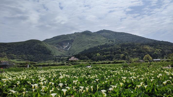 2.海芋與火山交織成的美景
