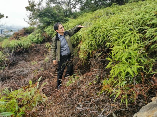 02_邱清安老師建議，劍南山火燒跡地宜儘早復育造林，避免芒萁形成厚墊以致引發下次火災及阻礙原有森林恢復。