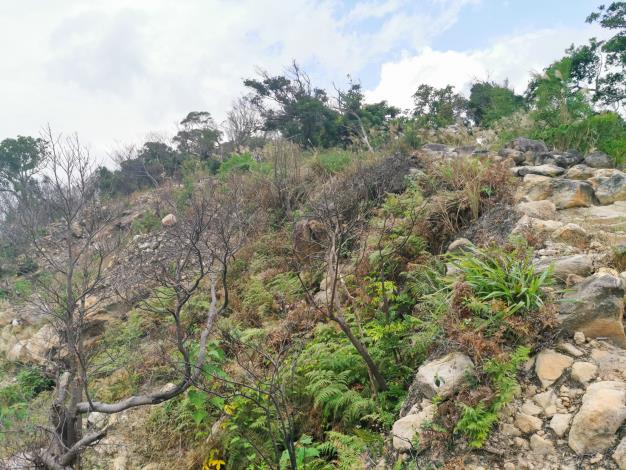 03_火燒跡地植被單調，亟待補植防火及多樣化的原生樹種。